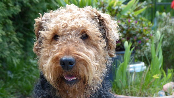 istock Our Airedale  Terrier - The pond guard 514517363