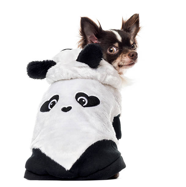 istock Back view of a dressed Chihuahua, isolated on white 514517402