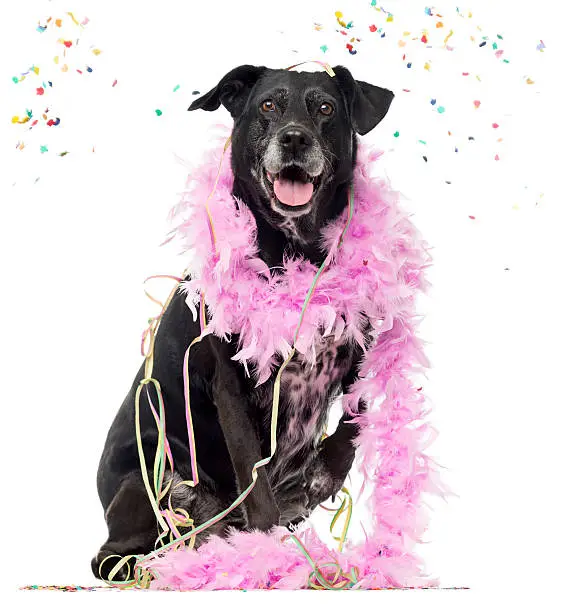 Crossbreed dog partying, isolated on white (8 years old)