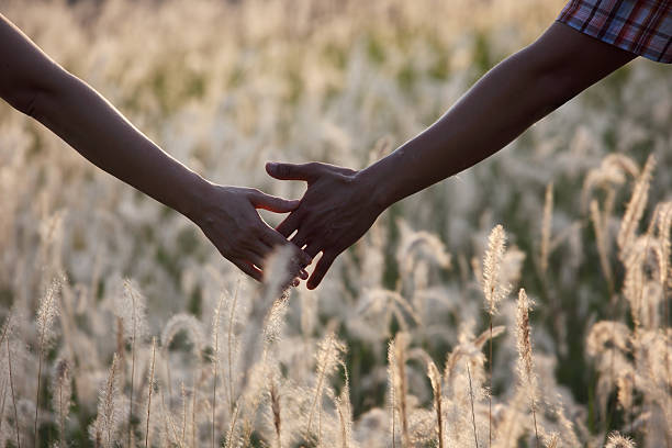 istock couple hands with reeds grass field background. 514517844