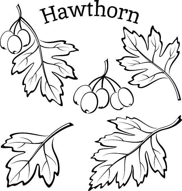 листья и hawthorn fruits пиктограммы - picto stock illustrations