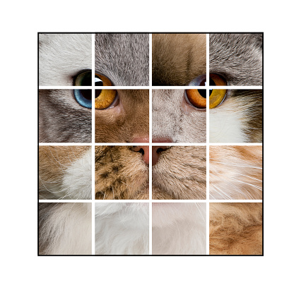 Photo composition of a cat's head made with various cats, in front of white background