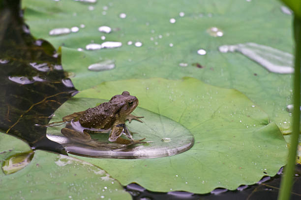 istock Frog sitting in water puddle on lotus leaf 514520569