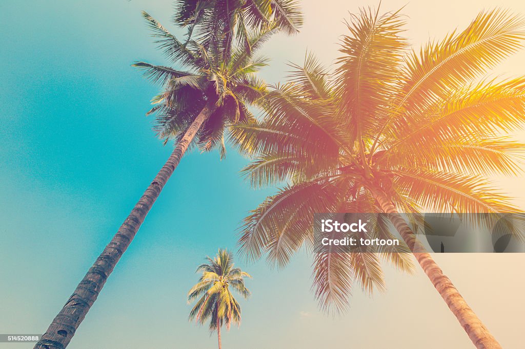 Coconut palm tree with vintage effect. Palm Tree Stock Photo