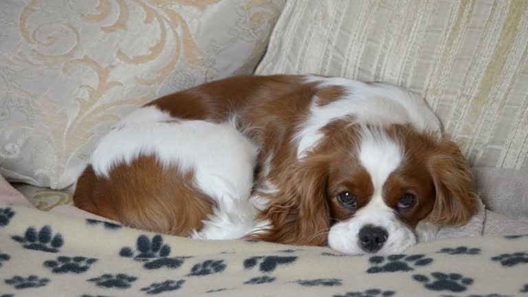 Lovely Dog Sleeping on Couch