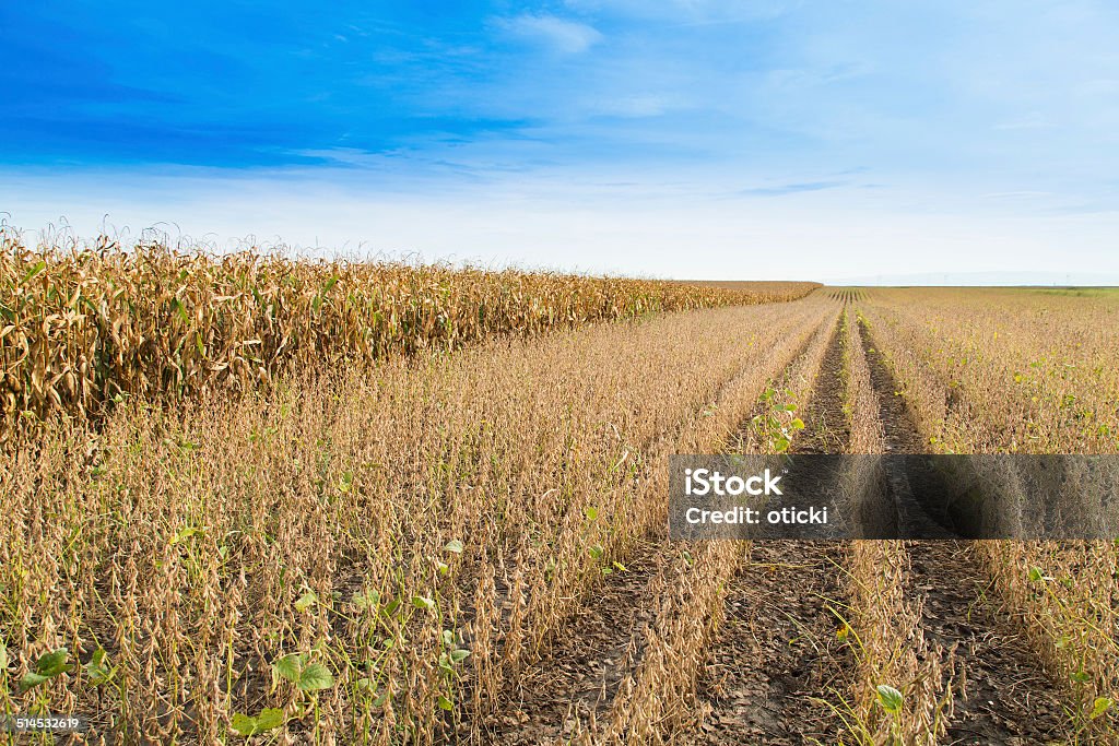 Campo de soja maduros antes de harvest, paisagem cultural - Foto de stock de Agricultura royalty-free