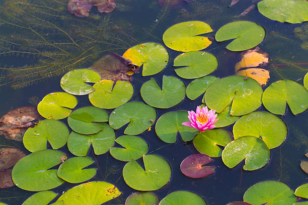 istock Beautiful lotus flower in blooming at sunset 514533211