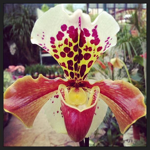 istock Paphiopedilum Orchid 514533661