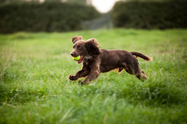 Boykin Spaniel male dog Boykin Spaniel male dog boykin spaniel stock pictures, royalty-free photos & images