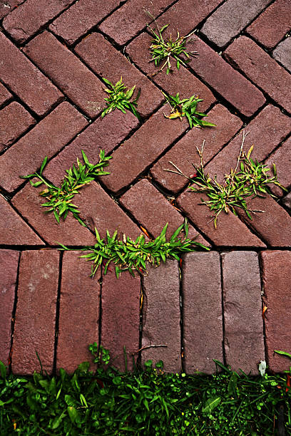 istock Grass and Paving Stones in Toronto, Ontario, Summer 514534557