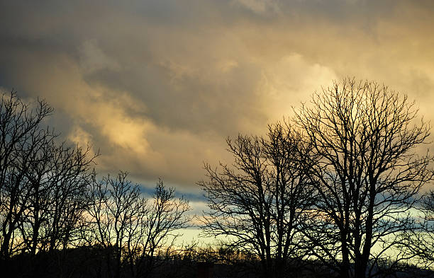 istock Unusual and surreal cloud formations Sunset tree sillouette 514534575