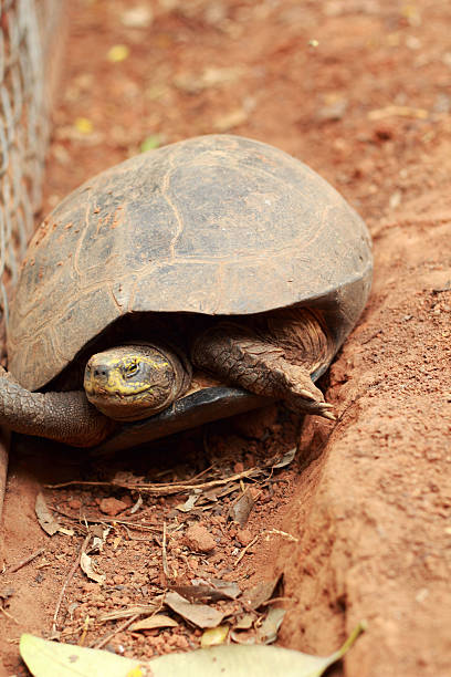 istock Crawling tortoise in the nature 514534801