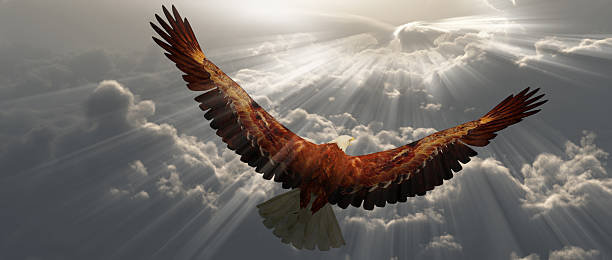 Eagle in flight above the clouds stock photo