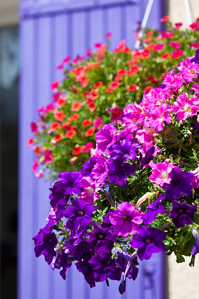 istock Bright petunia flowers on a house wall background 514535531