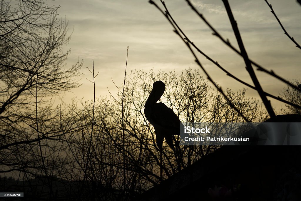 Stork on the roof, at the sunset. Stork on the roof, at the sunset. Stork silhouette. Trees in fall. Animal Stock Photo