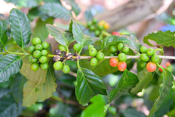 istock coffee plantation with coffee beans in farm 514537831
