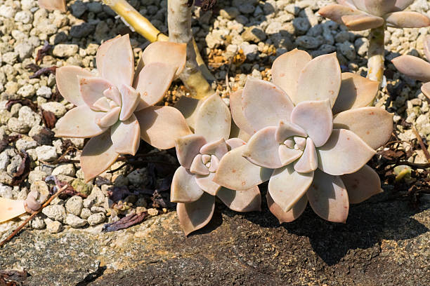 Cтоковое фото Кожаный Petal paraguayense, Crassulaceae, Латинской Америке (Мексика