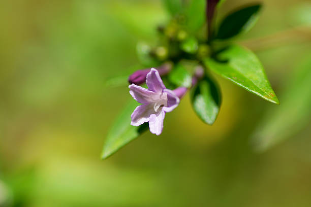 Leptodermis pulchella 、RUBIACEAE 、日本の絶滅の危機に瀕する(NT)に、絶滅危惧種の植物 ストックフォト