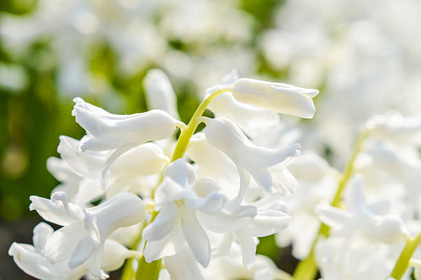 istock bright white hyacinth flowers macro 514551484