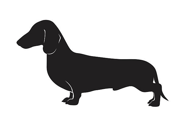 dachshund silhouette dachshund in  profile, exhibition stand, the proportions dachshund stock illustrations