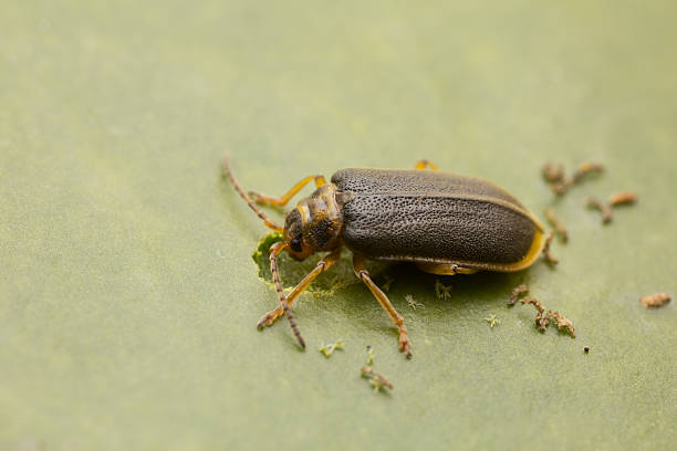 istock Water-lily beetle, Galerucella nymphaeae feeding on water lily leaf 514553056