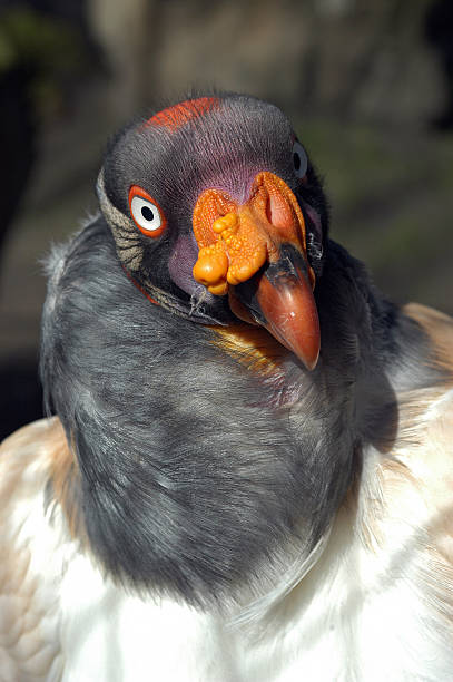 istock Closeup portrait of a King vulture (Sarcoramphus papa) 514556504