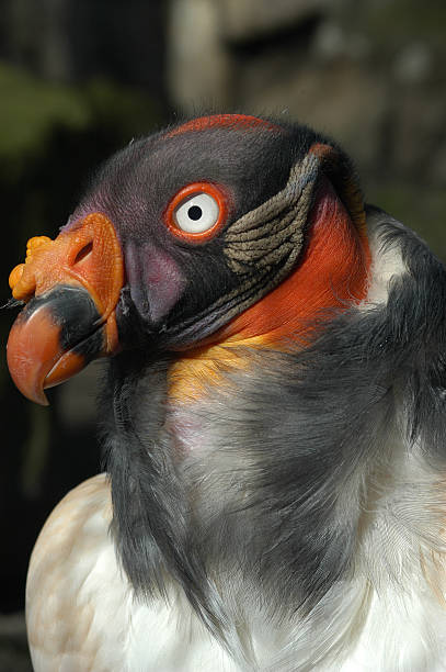 istock Closeup portrait of a King vulture (Sarcoramphus papa) 514556540