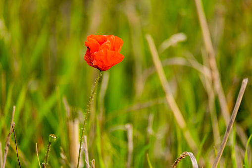 Single red flowering poppy in a field of grass.