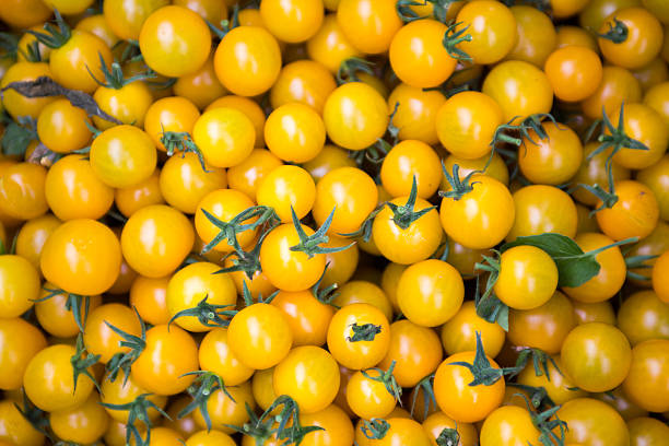 Yellow tomatoes stock photo