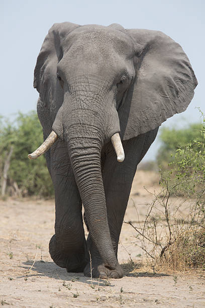 istock Portrait of a wild african elephant 514557909