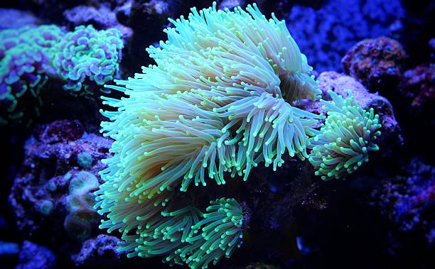 istock Green torch coral  in marine aquarium 514558120