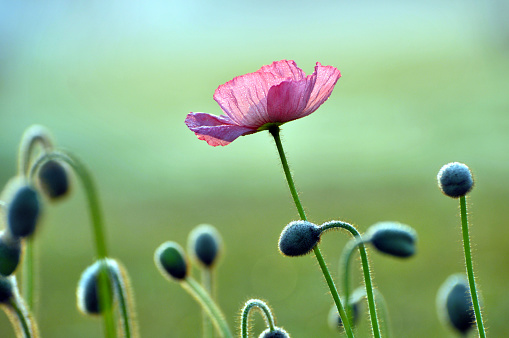 Blossom poppy flowers with dew in the morning