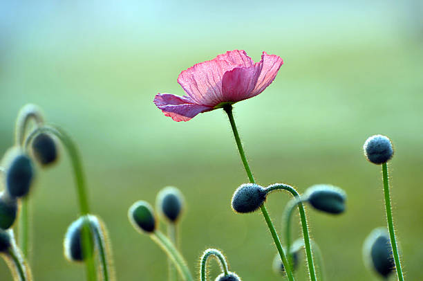 цветение мака цветы - poppy bud стоковые фото и изображения
