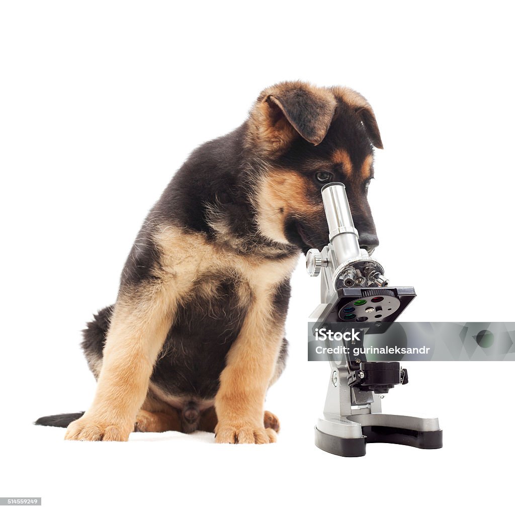 Puppy Puppy and microscope Dog Stock Photo