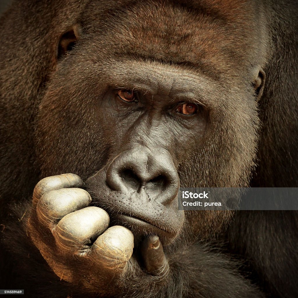 SENSE OF LIFE ... A silverback's face, with his hand resting on his chin Ape Stock Photo