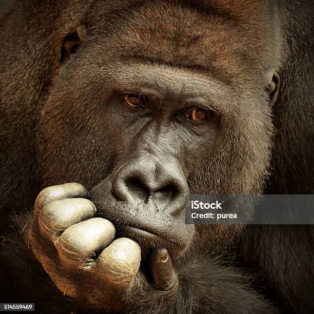 Sense Of Life Stock Photo - Download Image Now - Ape, Facial Expression, Gorilla