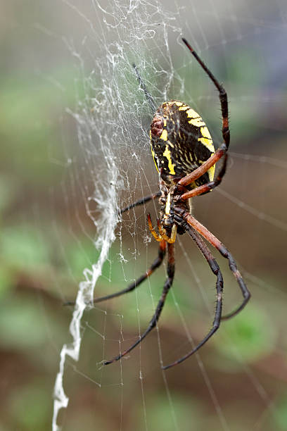 istock Spider Argiope Aurantia Yellow Garden Spider Spinneret Silk Web 514560109