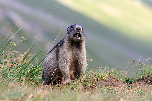 marmota - berglandschaft fotografías e imágenes de stock