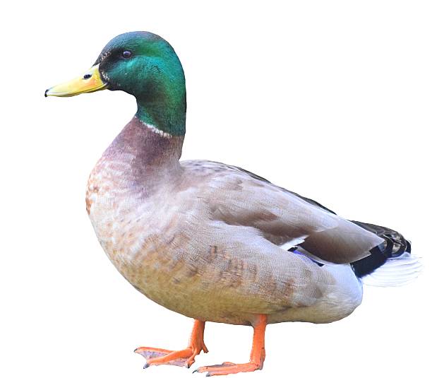 istock male mallard duck on a white background 514560664