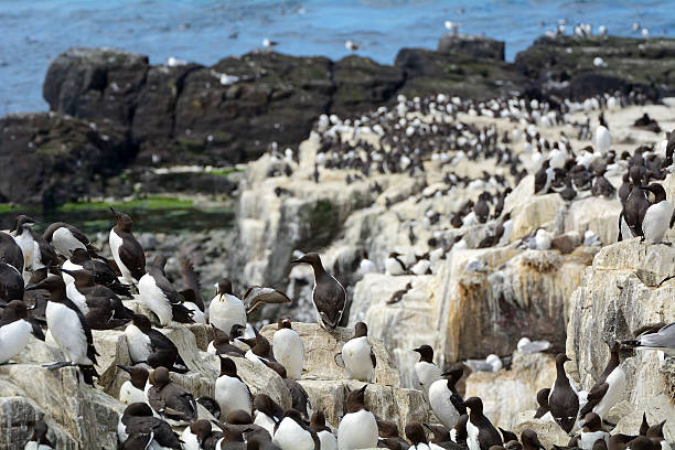 istock Guillemots, Farne Islands Nature Reserve, England 514561792