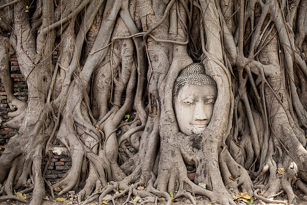 de la statue de bouddha dans les racines d'arbres - ayuthaya photos et images de collection