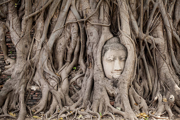 istock Head of Buddha statue in the tree roots 514561856