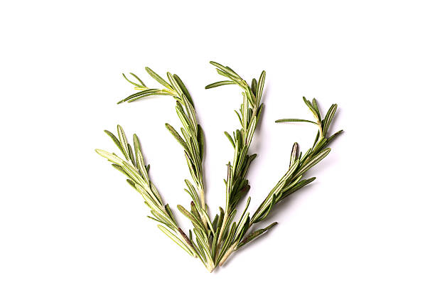 istock rosemary isolated on white background 514561874