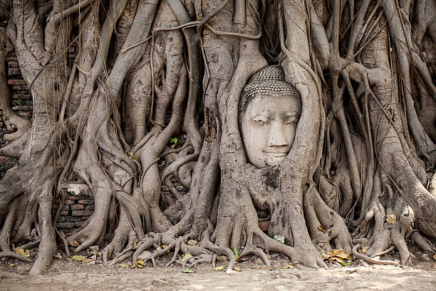 istock Head of Buddha statue in the tree roots 514562022