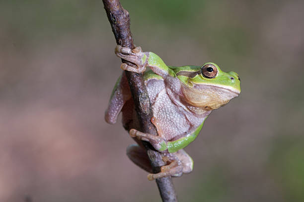 istock Hyla arborea 514562399