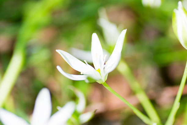 istock White spring starflower, Ipheion uniflorum 514562605