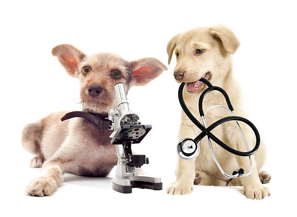 istock puppy researcher 514562787