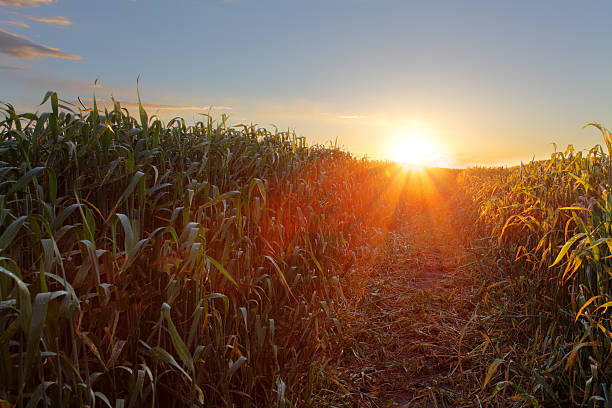 istock Green wheat field at sunset with sun 514562885
