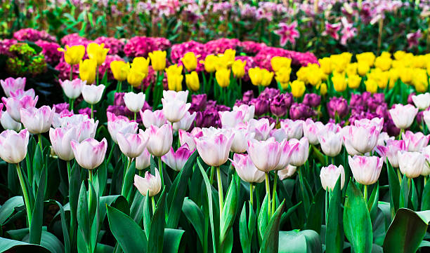 istock White tulips flower field blooming in the garden. 514562996