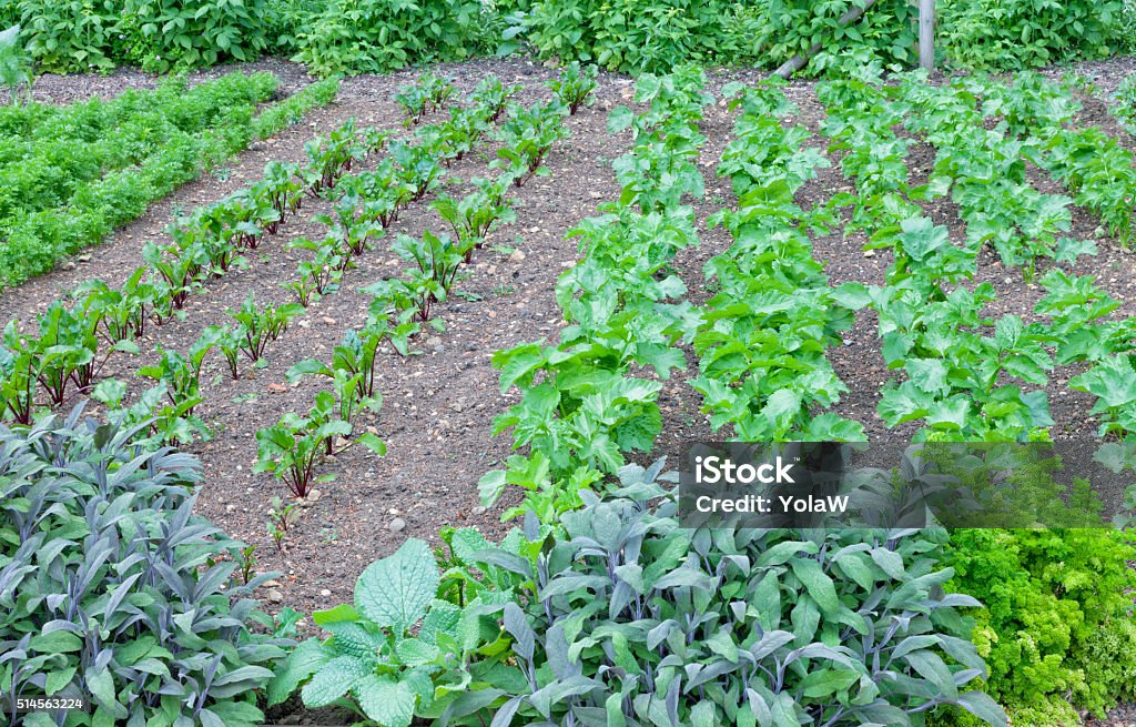 Organic herb and vegetable garden allotment Summer vegetable and herb garden with rows of carrots, beetroot, celery leaves and bunches of sage, parsley Agriculture Stock Photo